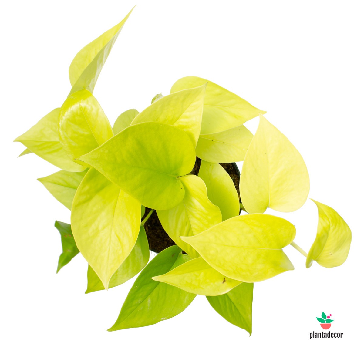 golden pothos plant in spanish Epipremnum Pinnatum "Golden Pothos" – Plantadecor