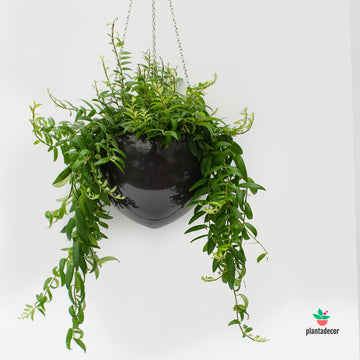 Macetero colgante Glass Grey