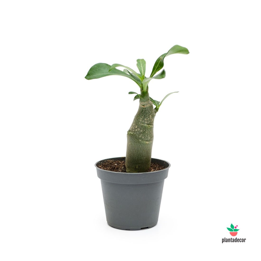 Adenium Obesum