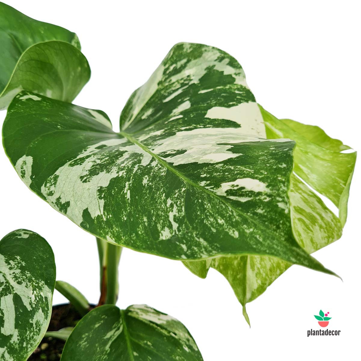 monstera variegata planta Monstera Deliciosa Variegata – Plantadecor