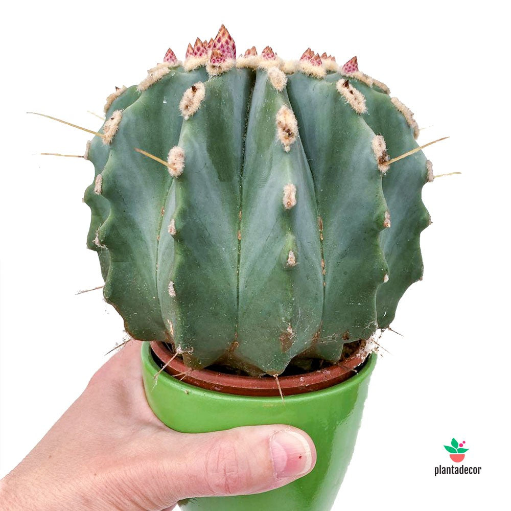 cactus azul de barril