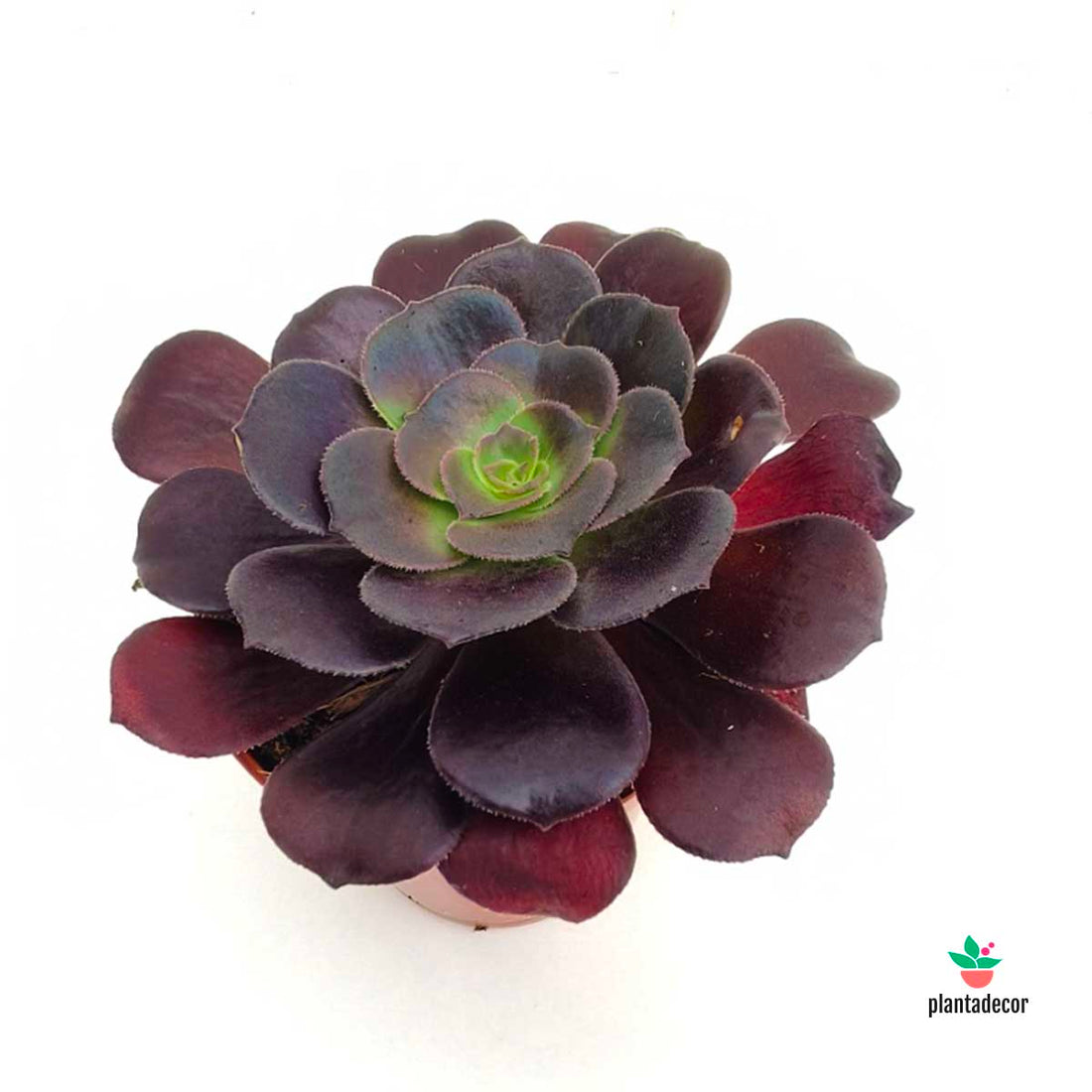 Aeonium Arboreum Black (Nigrum)