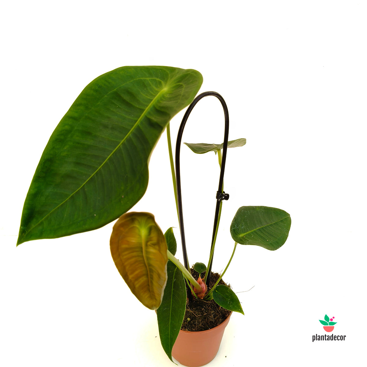 anthurium peltigerum Anthurium Peltigerum – Plantadecor