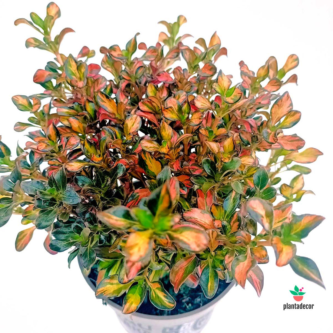 Coprosma Evening Glow