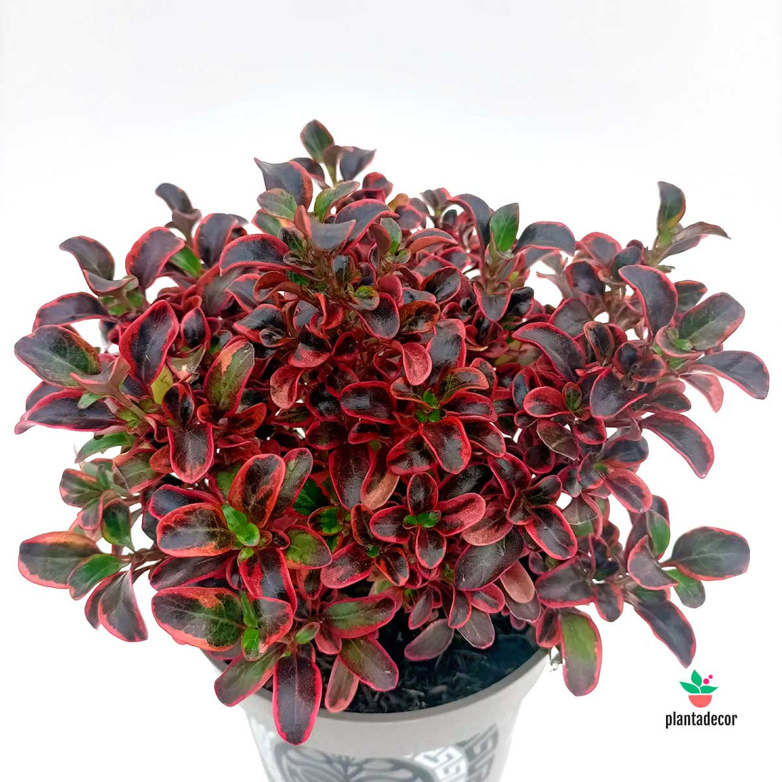 Coprosma Inferno