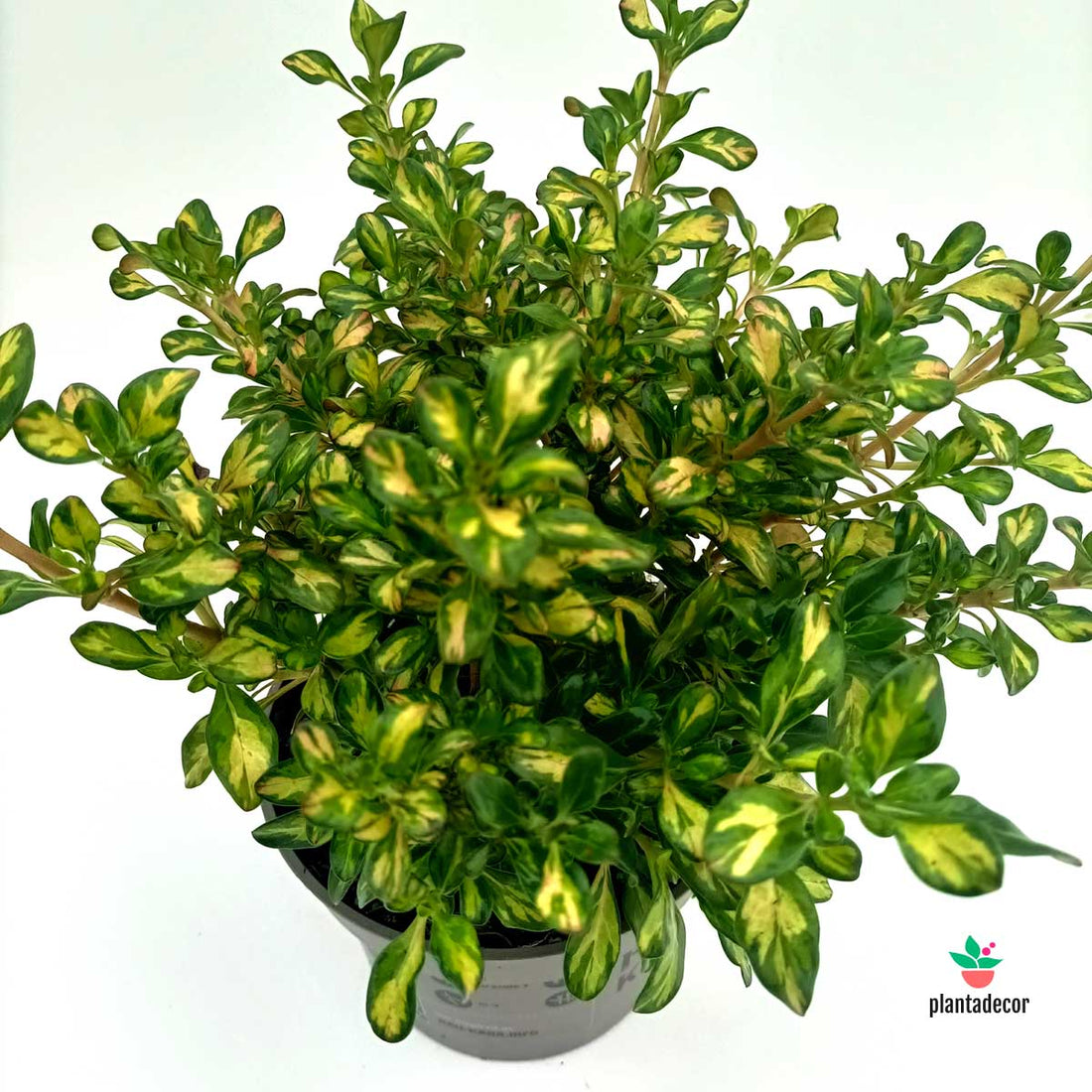 Coprosma Lemon & Lime