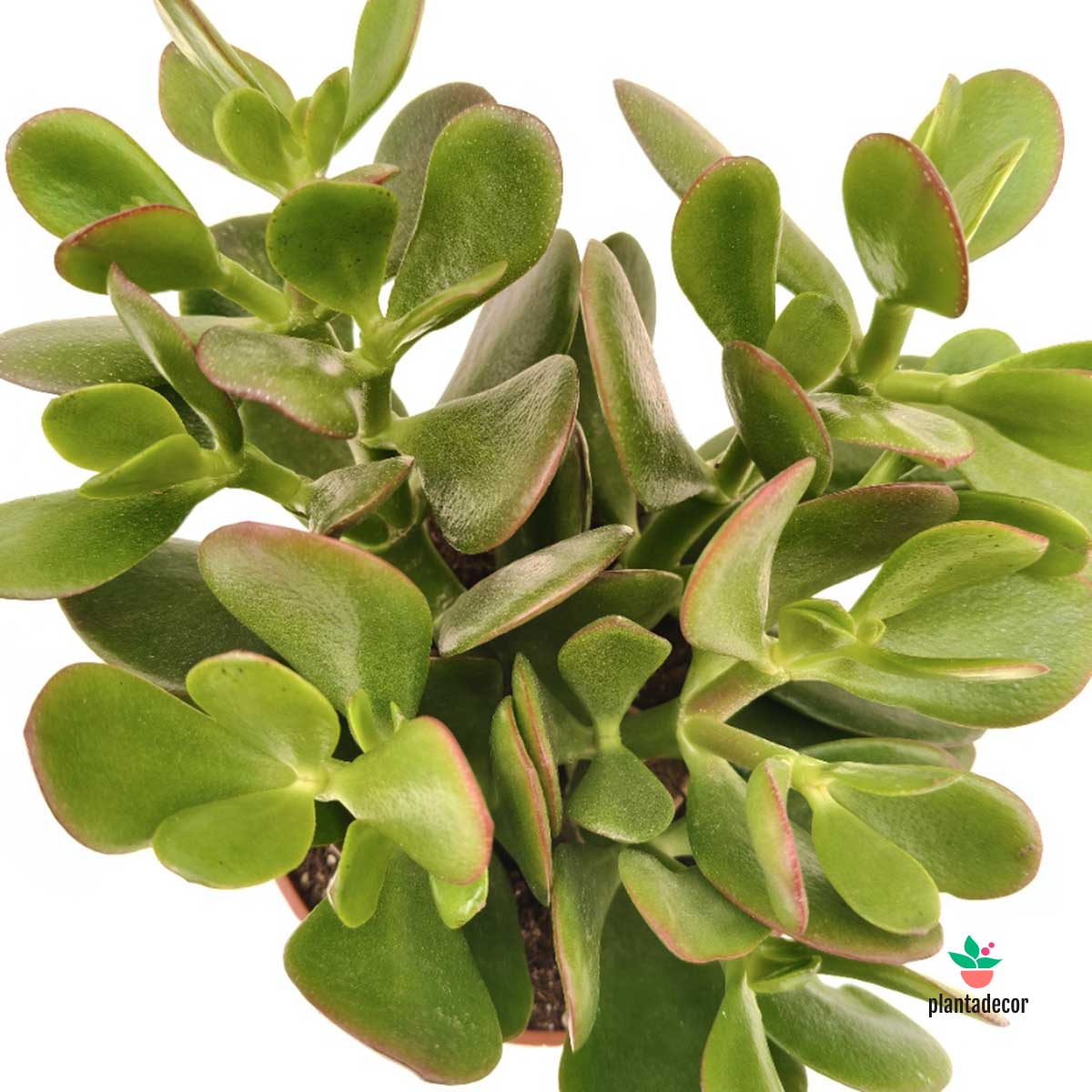 planta de jade crassula ovata Crassula Ovata – Plantadecor
