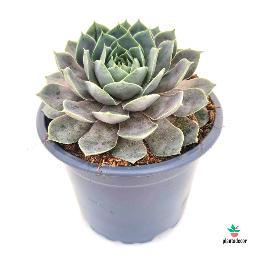 Sempervivum Steam Appeal