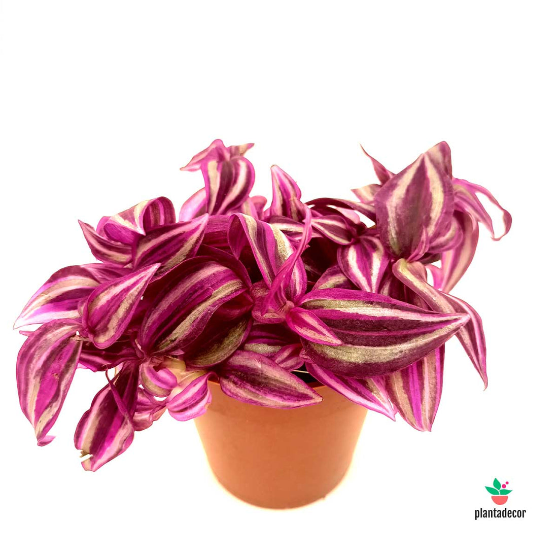 Tradescantia Zebrina 'Pink Paradise' M-9