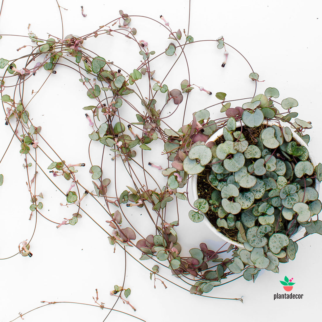 Ceropegia 'Silver Glory' Extra