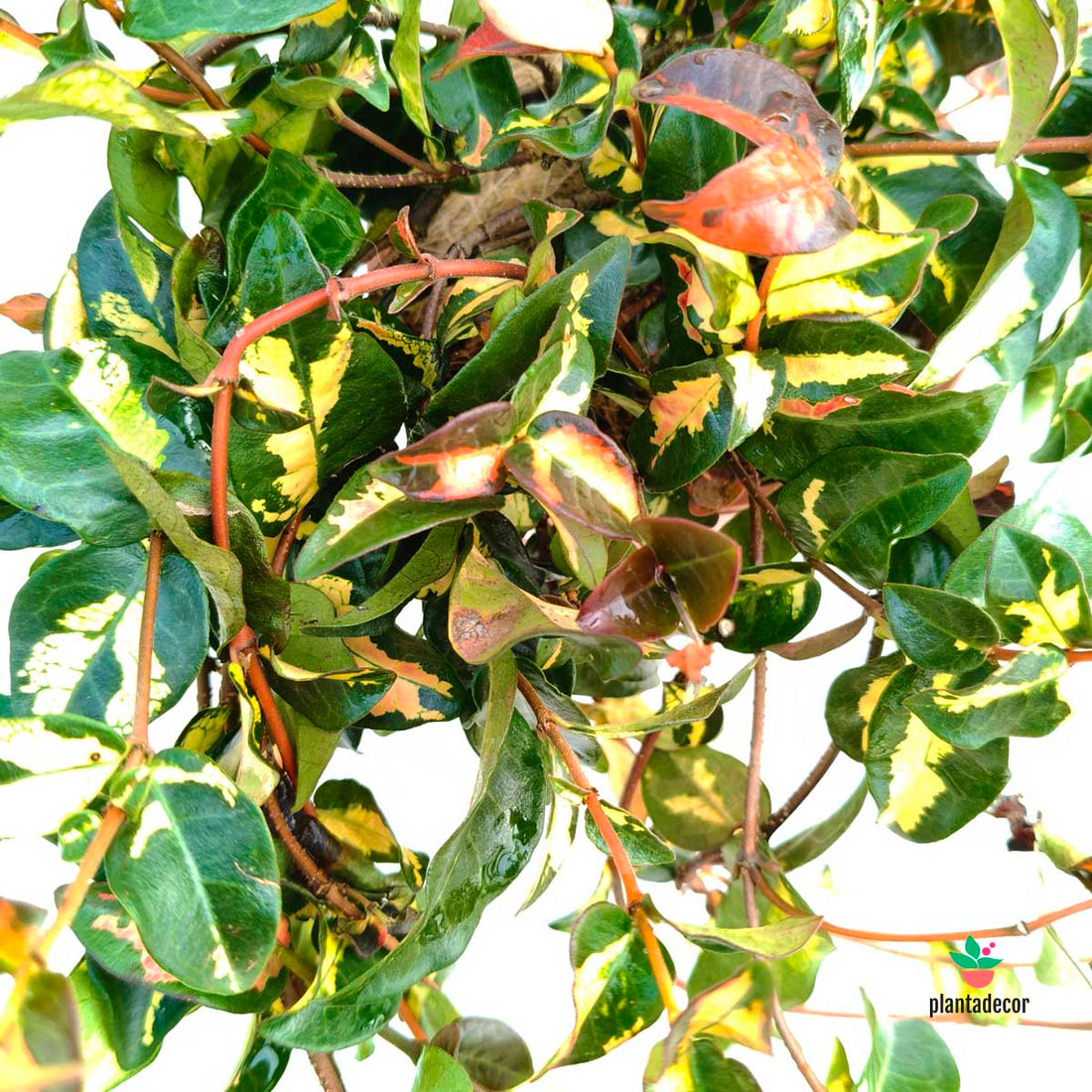 Trachelospermum 'Summer Sunset' M-14