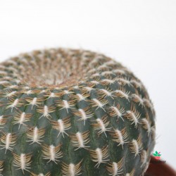 Sulcorebutia Arenacea cactus