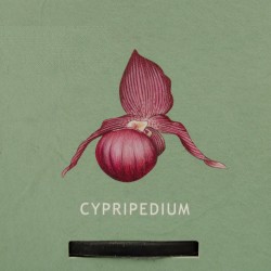 Orquidea de Jardin Cypripedium cv. "Rose"