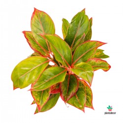 Aglaonema Crete "Red-Green"