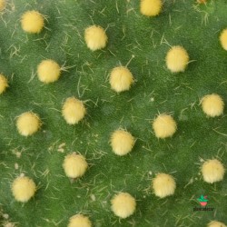 Opuntia Microdasys Pallida M-8,50