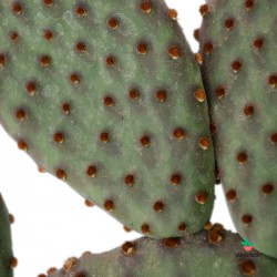 Opuntia Microdasys Macrocalyx M-8,5
