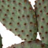 Opuntia Microdasys Macrocalyx M-8,5