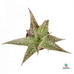 Aloe Hybrid cv. Doran Black x Donnie