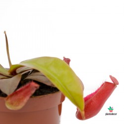 Carnivora Nepenthes "Bloody Mery"