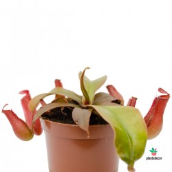 Nepenthes "Bloody Mery" Comprar