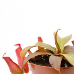Cuidados Nepenthes "Bloody Mery"
