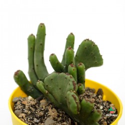 Euphorbia Leucodendron...