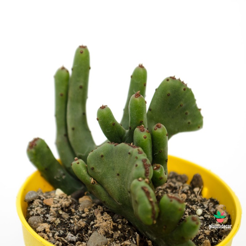 Euphorbia Leucodendron Crestata