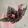 Begonia Serratipetala Mini