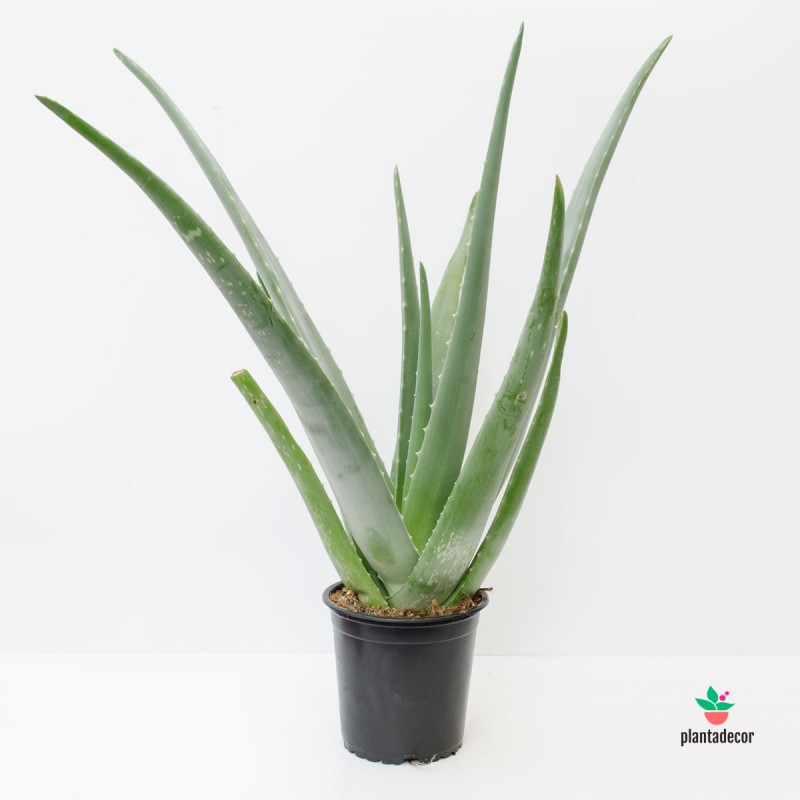 Aloe (Barbadensis Miller) M-13 cm