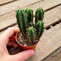 cactus san pedro pequeño