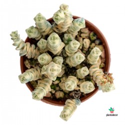 rassula Hottentot variegata