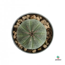 copy of Euphorbia Obesa "Mini"