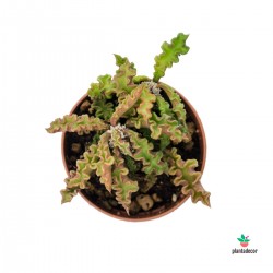 Euphorbia Decaryi "Guillaumin"