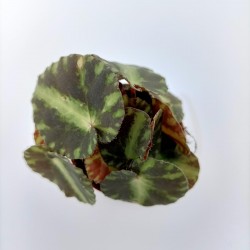 Begonia Cleopatrae Mini