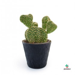 comprar cactus Opuntia Microdasys Pallida Cristata