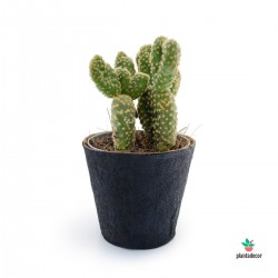 Opuntia Microdasys Pallida Crestada cactus comprar