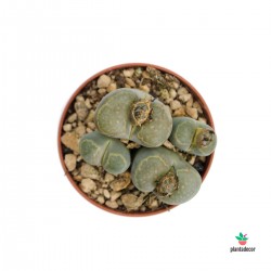 Lithops SPP (Cactus Piedra) Flor Blanca
