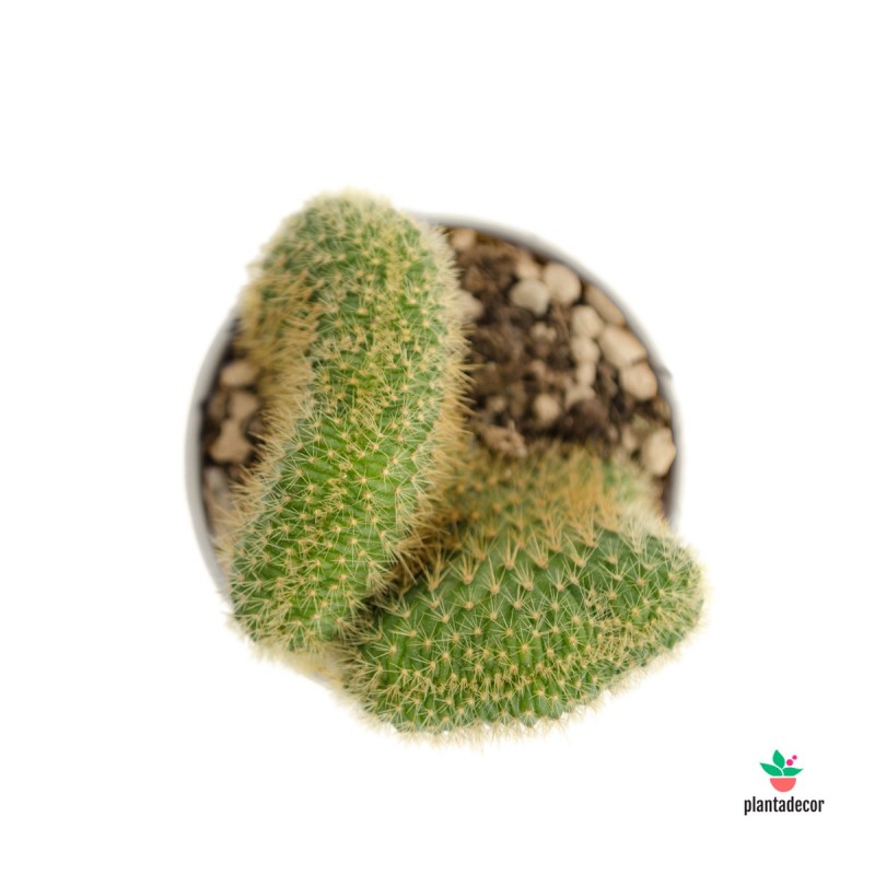 cactus Hildewintera Aureispina Cristata