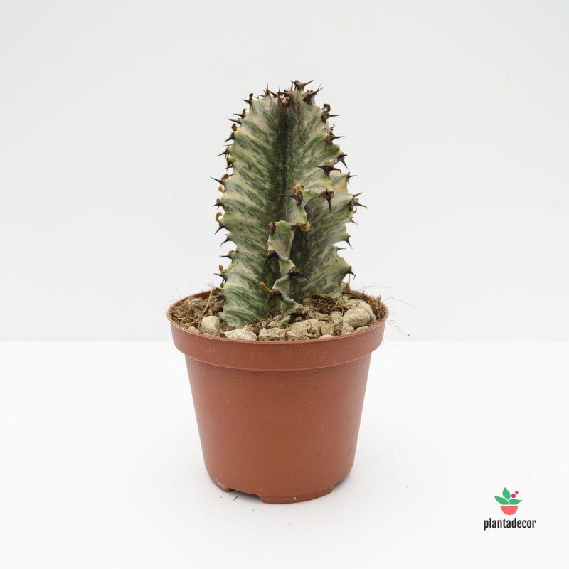 Euphorbia Eritrea Variegata