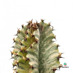 Euphorbia variegada