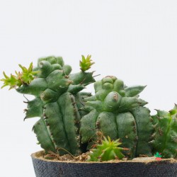 Euphorbia Horrida Monstruosa M-6,50