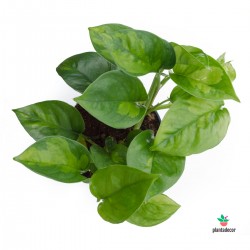 Epipremnum Pinnatum "Global Green"