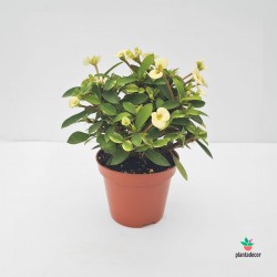 Euphorbia Millii Amarilla M-8,5