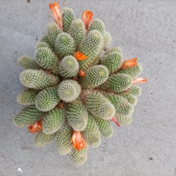 Rebutia Fabrisii  var. Aureiflora Orange