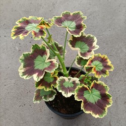Pelargonium x Hortorum "Mrs. Pollock"