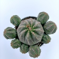 Euphorbia Infausta