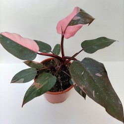 Philodendron "Pink Princess" - Rosa - M-17
