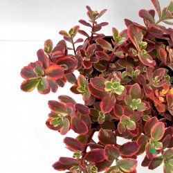 planta tapizante sedum rojo
