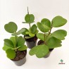 Hoya Kerrii Planta M-10,5