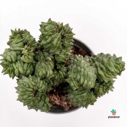 Euphorbia cv. Green Elf f. Crestata